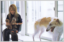 BORZOI