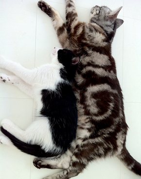 施主の愛猫
